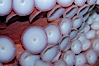 Tentacles (arms) and white disc-like suckers of a Giant Pacific Octopus.  The Giant Pacific Octopus arms can reach 16 feet from tip to tip, and the animal itself may weigh up to 600 pounds.  It ranges from Alaska to southern California. Image #10279