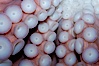 Tentacles (arms) and white disc-like suckers of a Giant Pacific Octopus.  The Giant Pacific Octopus arms can reach 16 feet from tip to tip, and the animal itself may weigh up to 600 pounds.  It ranges from Alaska to southern California. Image #10280