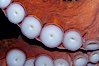 Tentacles (arms) and white disc-like suckers of a Giant Pacific Octopus.  The Giant Pacific Octopus arms can reach 16 feet from tip to tip, and the animal itself may weigh up to 600 pounds.  It ranges from Alaska to southern California. Image #10281