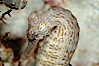 Lined seahorse. Image #10293