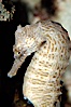 Lined seahorse. Image #10294