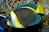 Scribbled angelfish. Image #10295