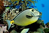 Orangespine unicornfish. Image #10297