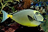 Orangespine unicornfish. Image #10298