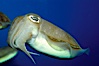 Common cuttlefish. Image #10299