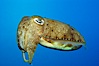 Common cuttlefish. Image #10300