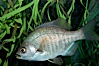 Black perch. Image #10316