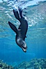 Guadalupe fur seal. Guadalupe Island (Isla Guadalupe), Baja California, Mexico. Image #10359