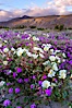 Dune primrose (white) and sand verbena (purple) bloom in spring in Anza Borrego Desert State Park, mixing in a rich display of desert color.  Anza Borrego Desert State Park. Anza-Borrego Desert State Park, Anza Borrego, California, USA. Image #10459