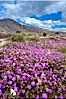 Sand verbena carpets sand dunes and washes in Anza Borrego Desert State Park.  Sand verbena blooms throughout the Colorado Desert following rainy winters. Anza-Borrego Desert State Park, Anza Borrego, California, USA. Image #10462