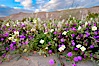 Dune primrose (white) and sand verbena (purple) bloom in spring in Anza Borrego Desert State Park, mixing in a rich display of desert color.  Anza Borrego Desert State Park. Anza-Borrego Desert State Park, Anza Borrego, California, USA. Image #10464