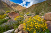 Brittlebush (yellow) and wild heliotrope (blue) bloom in spring, Palm Canyon. Anza-Borrego Desert State Park, Borrego Springs, California, USA. Image #10466