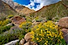 Brittlebush (yellow) and wild heliotrope (blue) bloom in spring, Palm Canyon. Anza-Borrego Desert State Park, Anza Borrego, California, USA. Image #10466