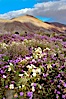Dune primrose (white) and sand verbena (purple) bloom in spring in Anza Borrego Desert State Park, mixing in a rich display of desert color.  Anza Borrego Desert State Park. Anza-Borrego Desert State Park, Anza Borrego, California, USA. Image #10467