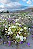 Dune primrose (white) and sand verbena (purple) bloom in spring in Anza Borrego Desert State Park, mixing in a rich display of desert color.  Anza Borrego Desert State Park. Anza-Borrego Desert State Park, Anza Borrego, California, USA. Image #10468