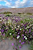 Dune primrose (white) and sand verbena (purple) bloom in spring in Anza Borrego Desert State Park, mixing in a rich display of desert color.  Anza Borrego Desert State Park. Anza-Borrego Desert State Park, Anza Borrego, California, USA. Image #10469