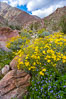 Brittlebush (yellow) and wild heliotrope (blue) bloom in spring, Palm Canyon. Anza-Borrego Desert State Park, Borrego Springs, California, USA. Image #10474