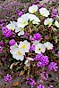 Dune primrose (white) and sand verbena (purple) bloom in spring in Anza Borrego Desert State Park, mixing in a rich display of desert color.  Anza Borrego Desert State Park. Anza-Borrego Desert State Park, Anza Borrego, California, USA. Image #10477