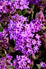 Sand verbena blooms in spring in Anza Borrego Desert State Park.  Sand verbena blooms throughout the Colorado Desert following rainy winters. Anza-Borrego Desert State Park, Anza Borrego, California, USA. Image #10493