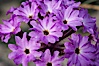 Sand verbena blooms in spring in Anza Borrego Desert State Park.  Sand verbena blooms throughout the Colorado Desert following rainy winters. Anza-Borrego Desert State Park, Anza Borrego, California, USA. Image #10494