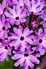 Sand verbena blooms in spring in Anza Borrego Desert State Park.  Sand verbena blooms throughout the Colorado Desert following rainy winters. Anza-Borrego Desert State Park, Anza Borrego, California, USA. Image #10497