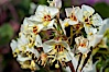 Brown-eyed primrose blooms in spring in the Colorado Desert following heavy winter rains.  Anza Borrego Desert State Park. Anza-Borrego Desert State Park, Anza Borrego, California, USA. Image #10520