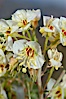Brown-eyed primrose blooms in spring in the Colorado Desert following heavy winter rains.  Anza Borrego Desert State Park. Anza-Borrego Desert State Park, Anza Borrego, California, USA. Image #10521