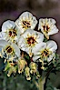 Brown-eyed primrose blooms in spring in the Colorado Desert following heavy winter rains.  Anza Borrego Desert State Park. Anza-Borrego Desert State Park, Anza Borrego, California, USA. Image #10522