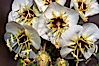 Brown-eyed primrose blooms in spring in the Colorado Desert following heavy winter rains.  Anza Borrego Desert State Park. Anza-Borrego Desert State Park, Anza Borrego, California, USA. Image #10523