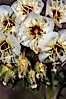 Brown-eyed primrose blooms in spring in the Colorado Desert following heavy winter rains.  Anza Borrego Desert State Park. Anza-Borrego Desert State Park, Anza Borrego, California, USA. Image #10524