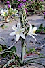 Desert Lily blooms in the sandy soils of the Colorado Desert.  It is fragrant and its flowers are similar to cultivated Easter lilies. Anza-Borrego Desert State Park, Anza Borrego, California, USA. Image #10542