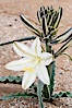 Desert Lily blooms in the sandy soils of the Colorado Desert.  It is fragrant and its flowers are similar to cultivated Easter lilies. Anza-Borrego Desert State Park, Anza Borrego, California, USA. Image #10544