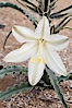 Desert Lily blooms in the sandy soils of the Colorado Desert.  It is fragrant and its flowers are similar to cultivated Easter lilies. Anza-Borrego Desert State Park, Anza Borrego, California, USA. Image #10545