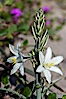 Desert Lily blooms in the sandy soils of the Colorado Desert.  It is fragrant and its flowers are similar to cultivated Easter lilies. Anza-Borrego Desert State Park, Anza Borrego, California, USA. Image #10546