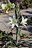 Desert Lily blooms in the sandy soils of the Colorado Desert.  It is fragrant and its flowers are similar to cultivated Easter lilies. Anza-Borrego Desert State Park, Anza Borrego, California, USA. Image #10547