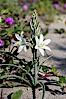 Desert Lily blooms in the sandy soils of the Colorado Desert.  It is fragrant and its flowers are similar to cultivated Easter lilies. Anza-Borrego Desert State Park, Anza Borrego, California, USA. Image #10548