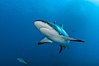 Caribbean reef shark. Bahamas. Image #10549