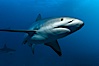 Caribbean reef shark, ampullae of Lorenzini visible on snout. Bahamas. Image #10550
