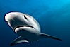 Caribbean reef shark, ampullae of Lorenzini visible on snout. Bahamas. Image #10551