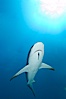 Caribbean reef shark with small sharksucker visible on underside. Bahamas. Image #10553