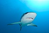 Caribbean reef shark. Bahamas. Image #10555
