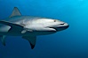 Caribbean reef shark. Bahamas. Image #10556