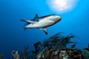 Caribbean reef shark swims over a coral reef. Bahamas. Image #10557