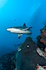 Caribbean reef shark swims over a coral reef. Bahamas. Image #10558