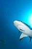 Caribbean reef shark with small sharksucker visible on underside. Bahamas. Image #10561