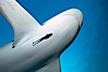 Caribbean reef shark with small sharksucker visible on underside. Bahamas. Image #10563