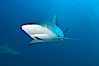 Caribbean reef shark with small sharksucker visible on underside. Bahamas. Image #10571