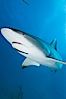 Caribbean reef shark with small sharksucker visible on underside. Bahamas. Image #10617