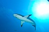 Caribbean reef shark with small sharksucker visible on underside. Bahamas. Image #10619
