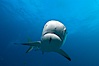 Caribbean reef shark with small sharksucker visible on underside. Bahamas. Image #10628
